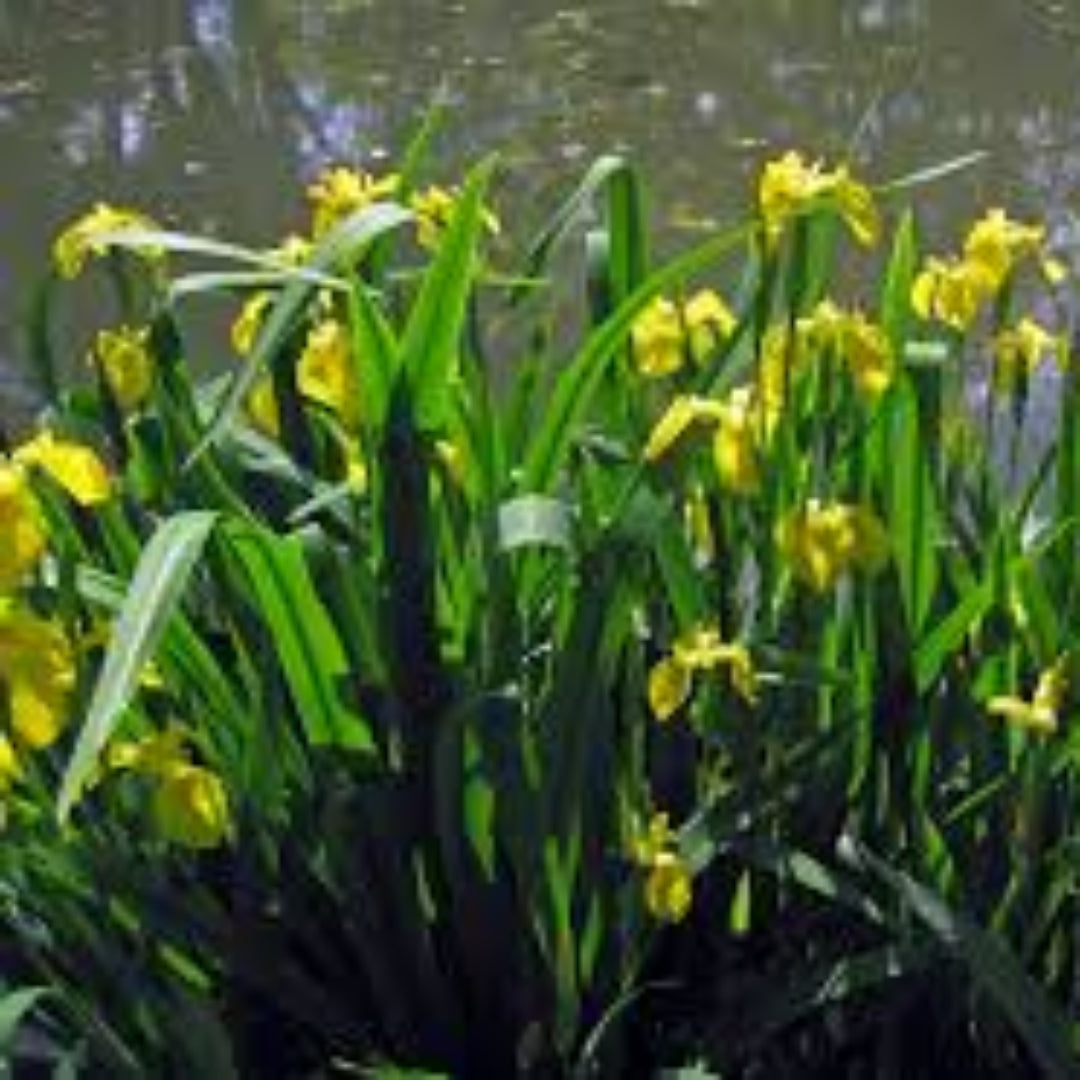 Yellow iris