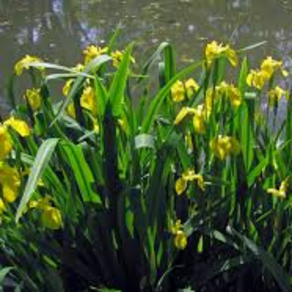 Yellow iris
