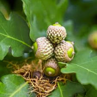 Overcup Oak Tree