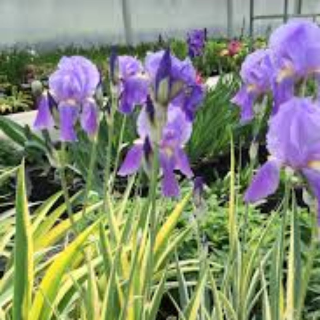 Iris Pallida Aureo Variegata Zebra Iris