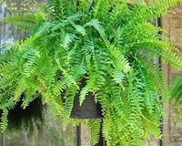 Japanese Holly Fern — Hanging Basket (Live Plant)