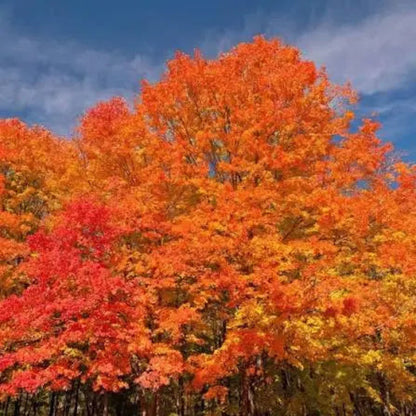 October Celebration Maple