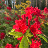 Re-Blooming Red Azalea. Evergreen Flowering Shrub