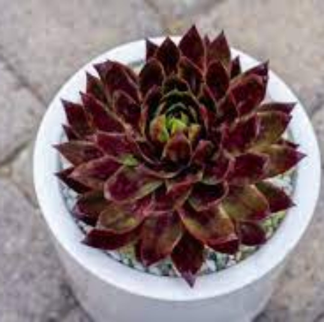 Sempervivum Supersemp® &