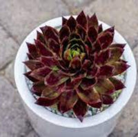 Sempervivum Supersemp® 'Ruby' - [EG]