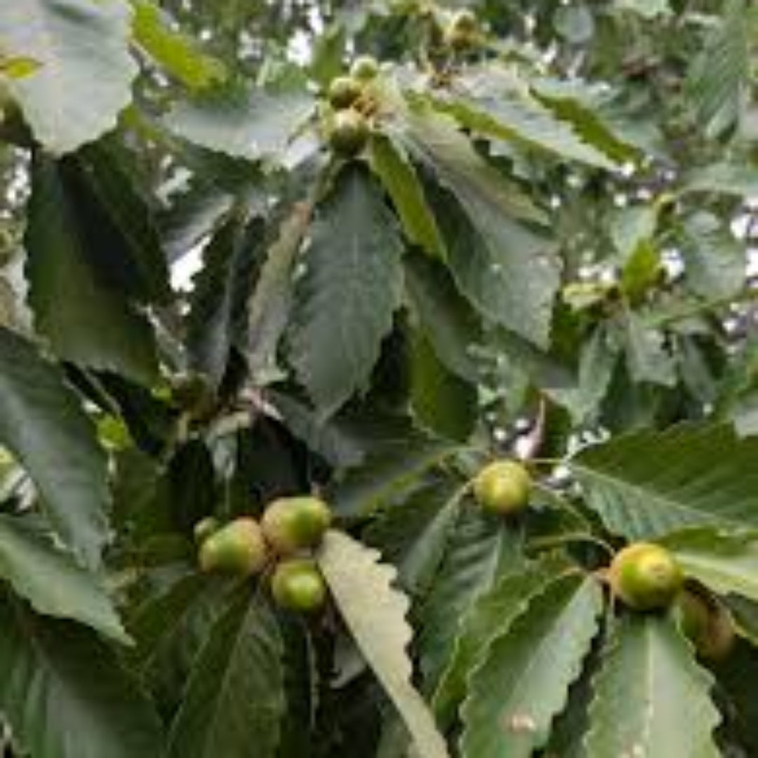 chestnut oak Tree ( Spring Pre-Order )