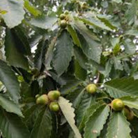 chestnut oak Tree