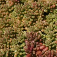 Sedum Album 'Coral Carpet' - [EG]