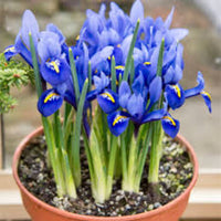 Dwarf Iris reticulata planting in garden bed with spring bulbs