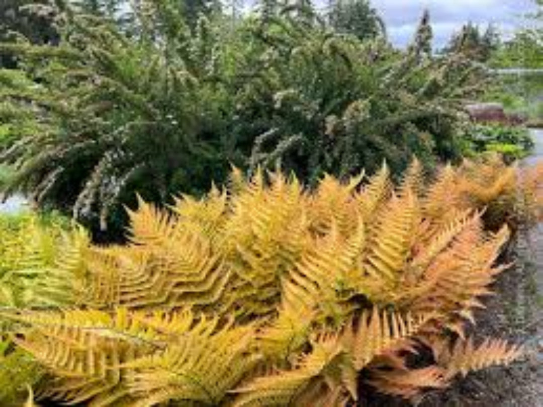 Autumn Fern Dryopteris erythrosora