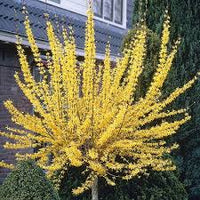 Spring Glory Yellow Forsythia Shrub