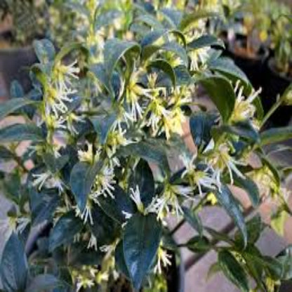 Himalayan Sweetbox fragrant winter flowering evergreen shrub plant