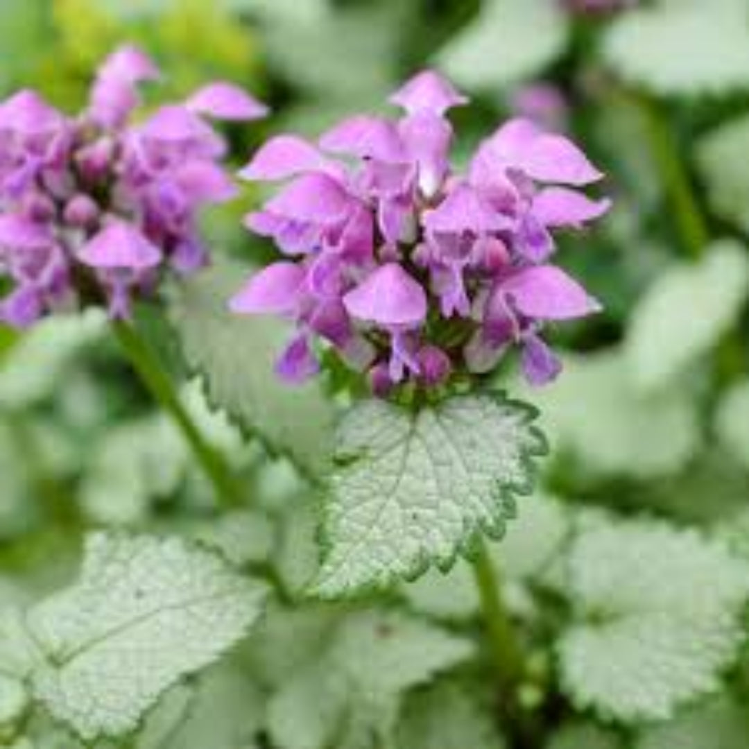 Lamium Maculatum &