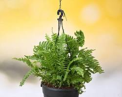 Japanese Holly Fern — Hanging Basket (Live Plant)