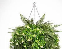 Japanese Holly Fern — Hanging Basket (Live Plant)