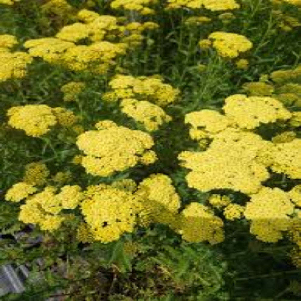 Achillea Millefolium Sunny Seduction Yarrow