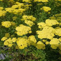 Achillea Millefolium Sunny Seduction Yarrow