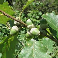 Chinkapin Oak
