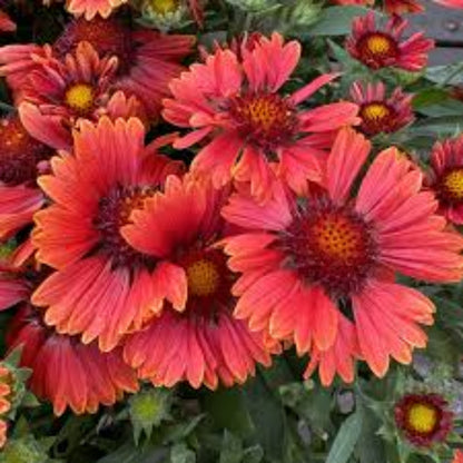 Gaillardia &