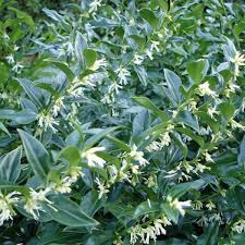 Sarcococca Himalayan Sweetbox low maintenance evergreen landscape shrub