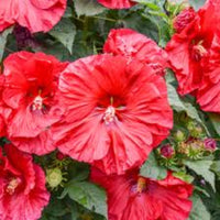 Hibiscus Summerific 'Valentine's Crush' - [EG]