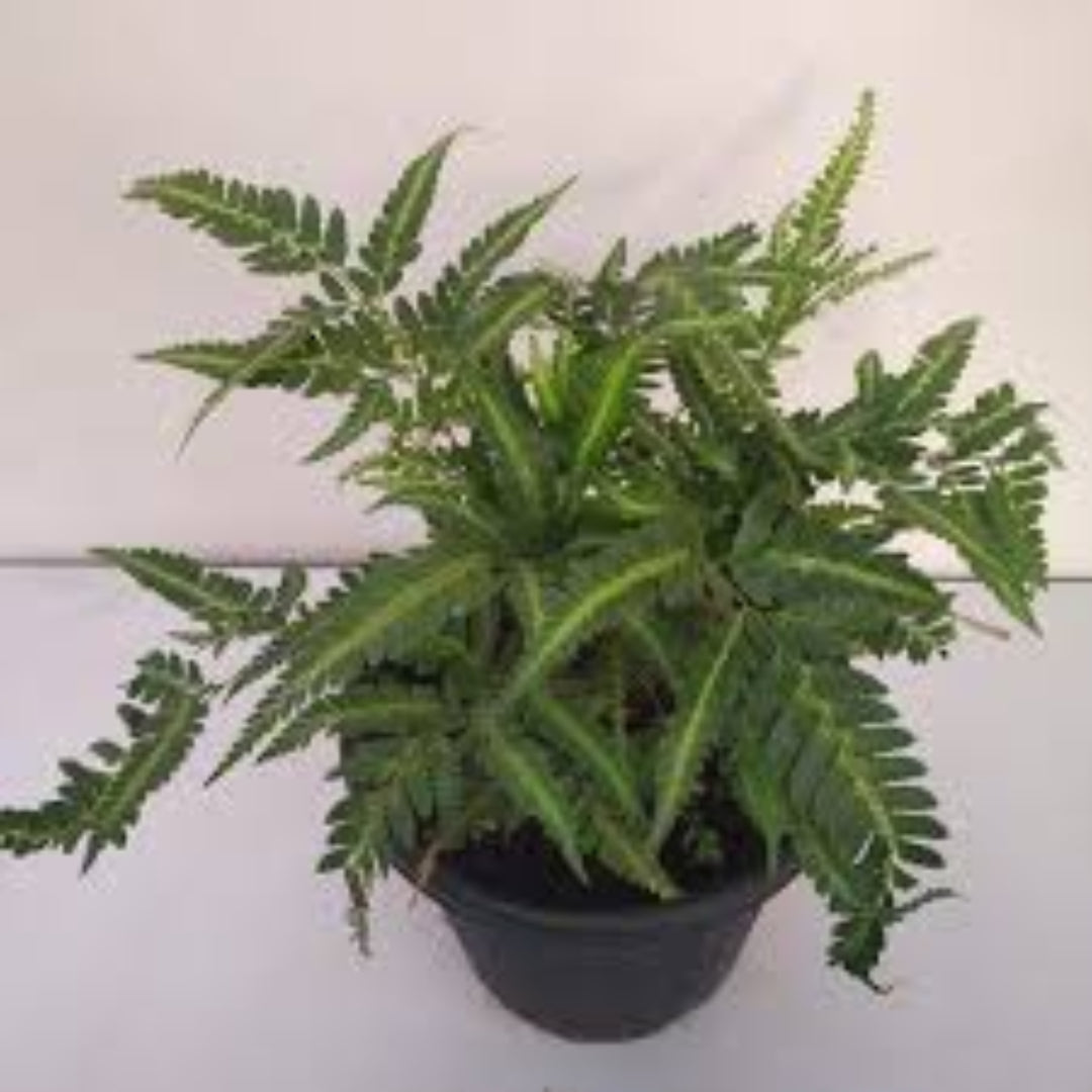 Indian Holly Fern