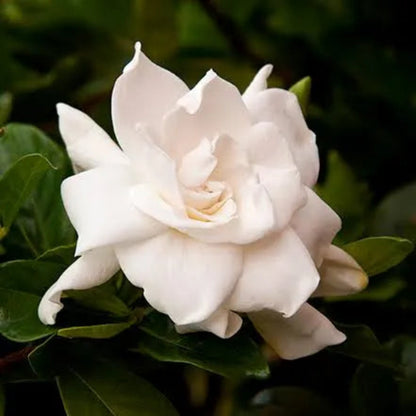 Ivory Palace Gardenia