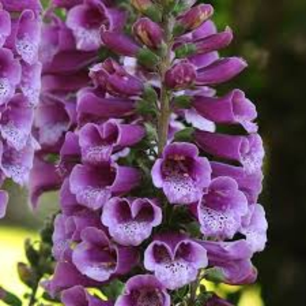 Digitalis purpurea &