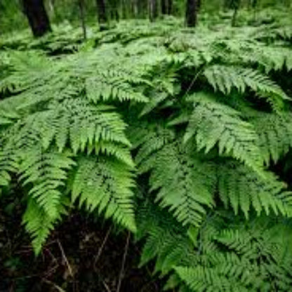 Broad, Dark Green Glossy Fronds, Grows In An Outward, Spreading, Vase