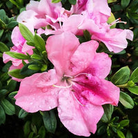 Reblooming Purple Azalea