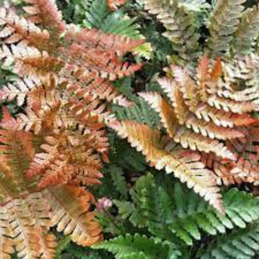 Autumn Fern Dryopteris erythrosora