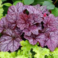 Heuchera X Villosa Georgia Plum