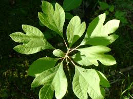 Sassafras Tree ( Spring Pre-Order )