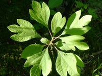 Sassafras Tree