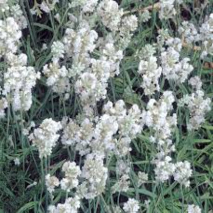 Lavandula &