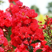 Red Bloom Crape Myrtle Tall Flowering Tree