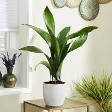 Aspidistra Elatior Cast Iron Plant