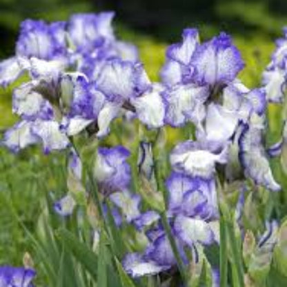 Germanica Autumn Circus Bearded German Iris