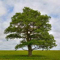 White Oak leaves showing classic lobed shape and rich green color.