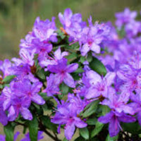 Ramapo Rhododendron