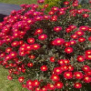Aster Kickin Carmine Red