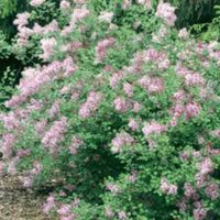 Compact Red Pixie Lilac plant showing reblooming flowers and healthy green foliage