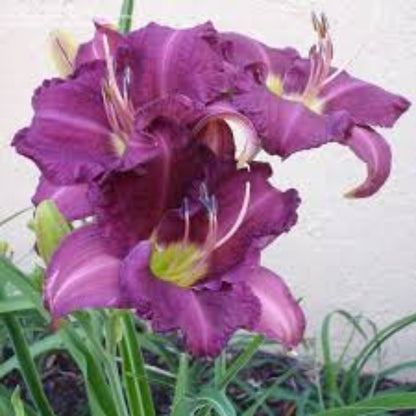Grape Ripples Daylily