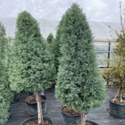 Arizona Sapphire Tree