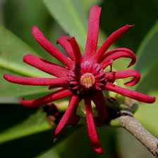 Florida Anise Tree Densely Leaved,