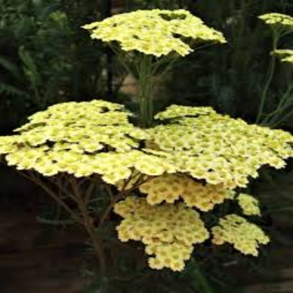 Achillea Millefolium Sunny Seduction Yarrow