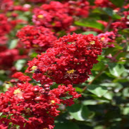 Colorama Scarlet Crape Myrtle