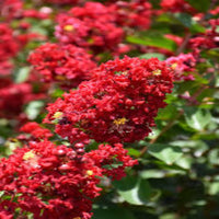 Colorama Scarlet Crape Myrtle
