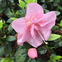 Reblooming Purple Azalea