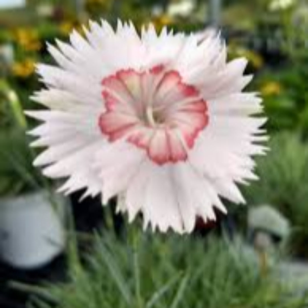 Dianthus American &
